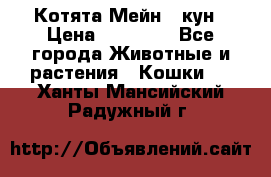 Котята Мейн - кун › Цена ­ 19 000 - Все города Животные и растения » Кошки   . Ханты-Мансийский,Радужный г.